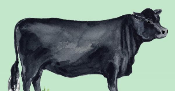 
          L’angus ou Aberdeen-Angus, une race bovine impliquée dans plusieurs croisements: Origine