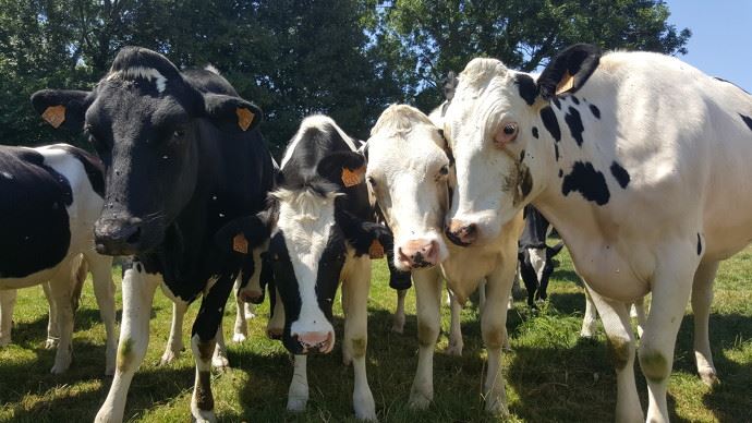 
          Une hausse des prix de l’industrie de la nutrition animale à prévoir dans les prochains mois 