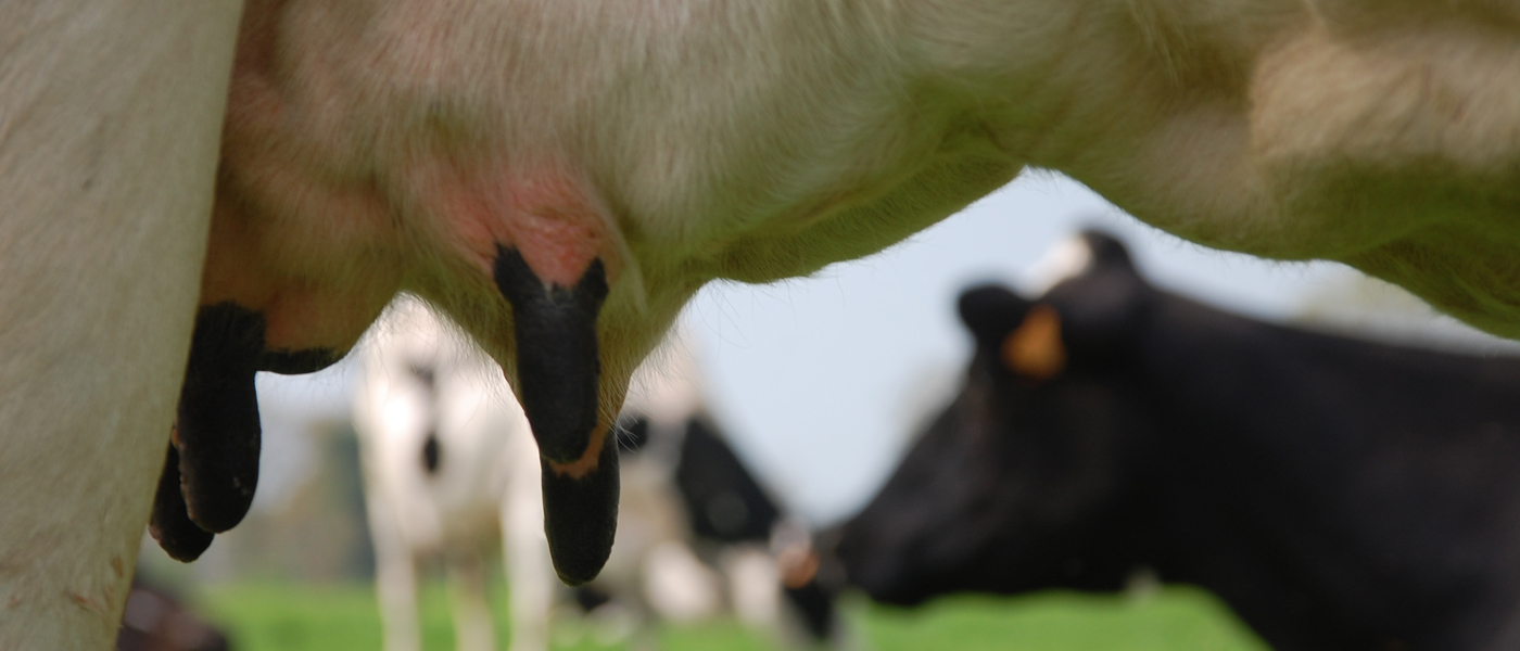 
          Le tarissement des vaches laitières 