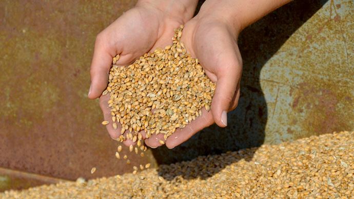 
           Maladies des céréales : éviter les contaminations par les semences 
