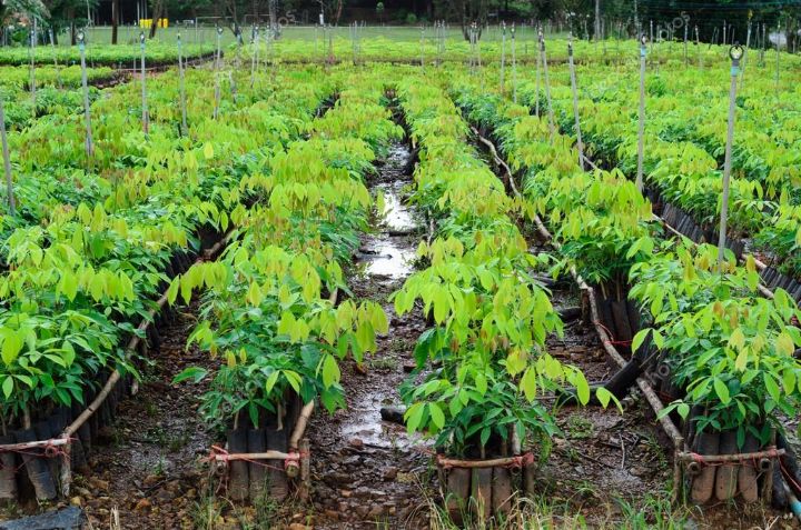 
           Les nombreux avantages des biocarburants pour les production d’hévéa 