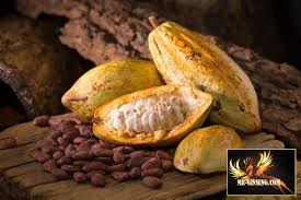 
           Le prix Fairtrade du cacao jouera en garantie le temps de voir clair dans le DRS ivoirien en octobre