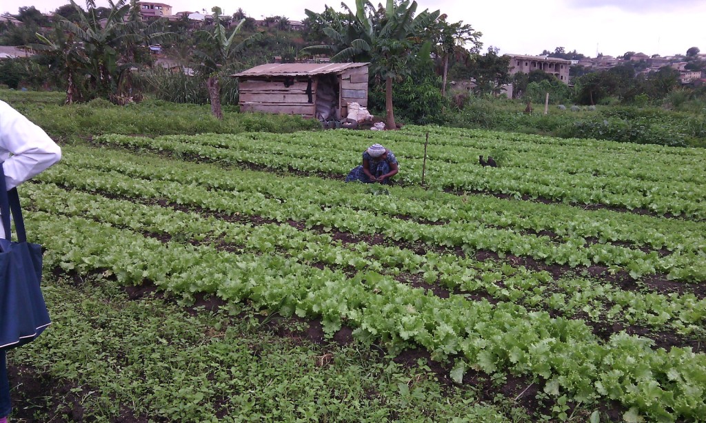 
           Une première au Togo : Implantation d’Agropoles dans les bassins de l’Oti et du Haut-Mono, un consultant recherché