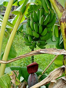 
          Quelques approches de solution de la Race 4 sur les plantes de banane