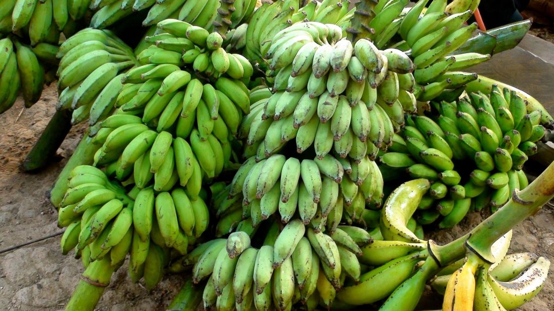 
          En dehors du Mozambique, les autres pays africains producteurs de bananes sont-ils sous la menace de la Race TR4 ?   