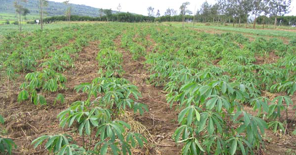 
          Systèmes de culture du manioc 