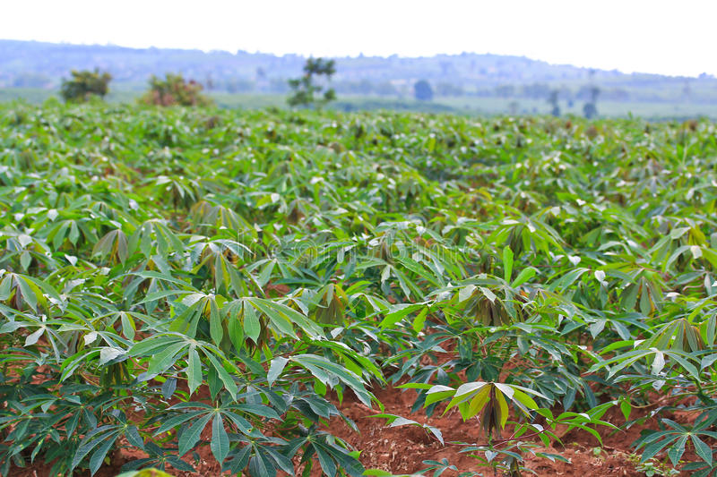 
           Le système de culture traditionnel du manioc