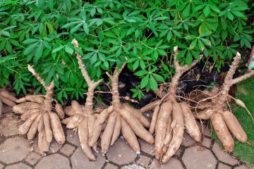 
          Exigences des systèmes de culture du manioc 