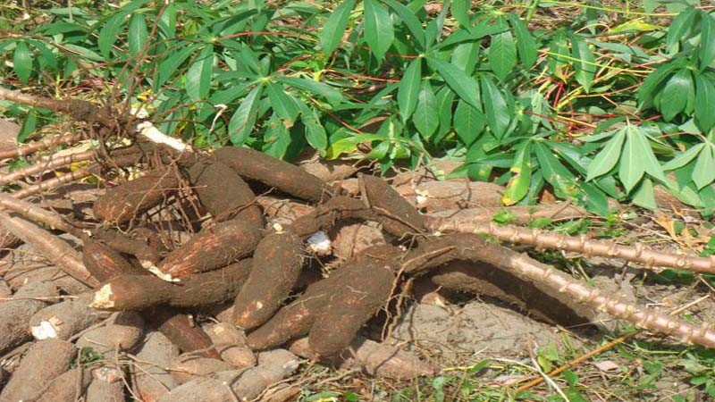 
           Les défis autour de la production du manioc en Afrique