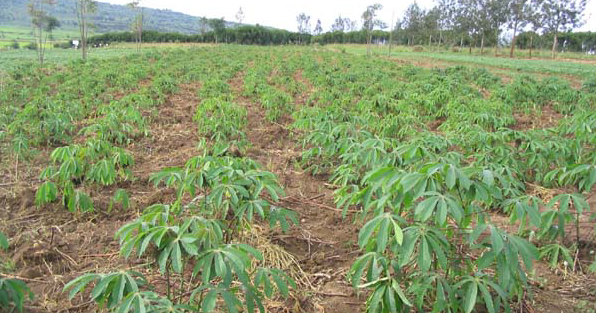 
          Des pertes élevées après la récolte du manioc
