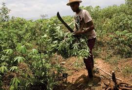
           Manioc : Recommandations pour sélectionner des cultivars appropriés