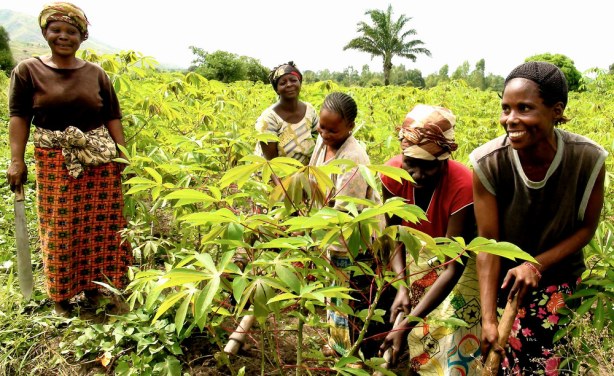 
           Manioc : Variétés riches en matière sèche et qualités nutritionnelles 