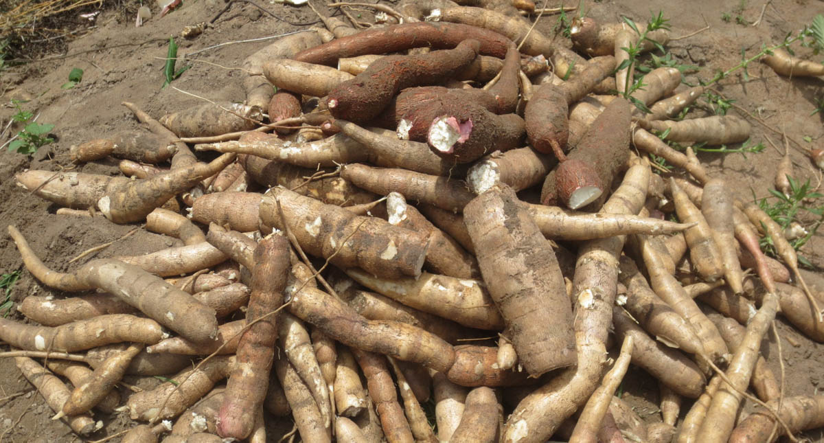 
          Développement du manioc sur nos parcelles : Habilité à se développer rapidement