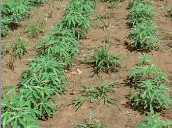 
          Préparation de la terre et du lit de semence du manioc 