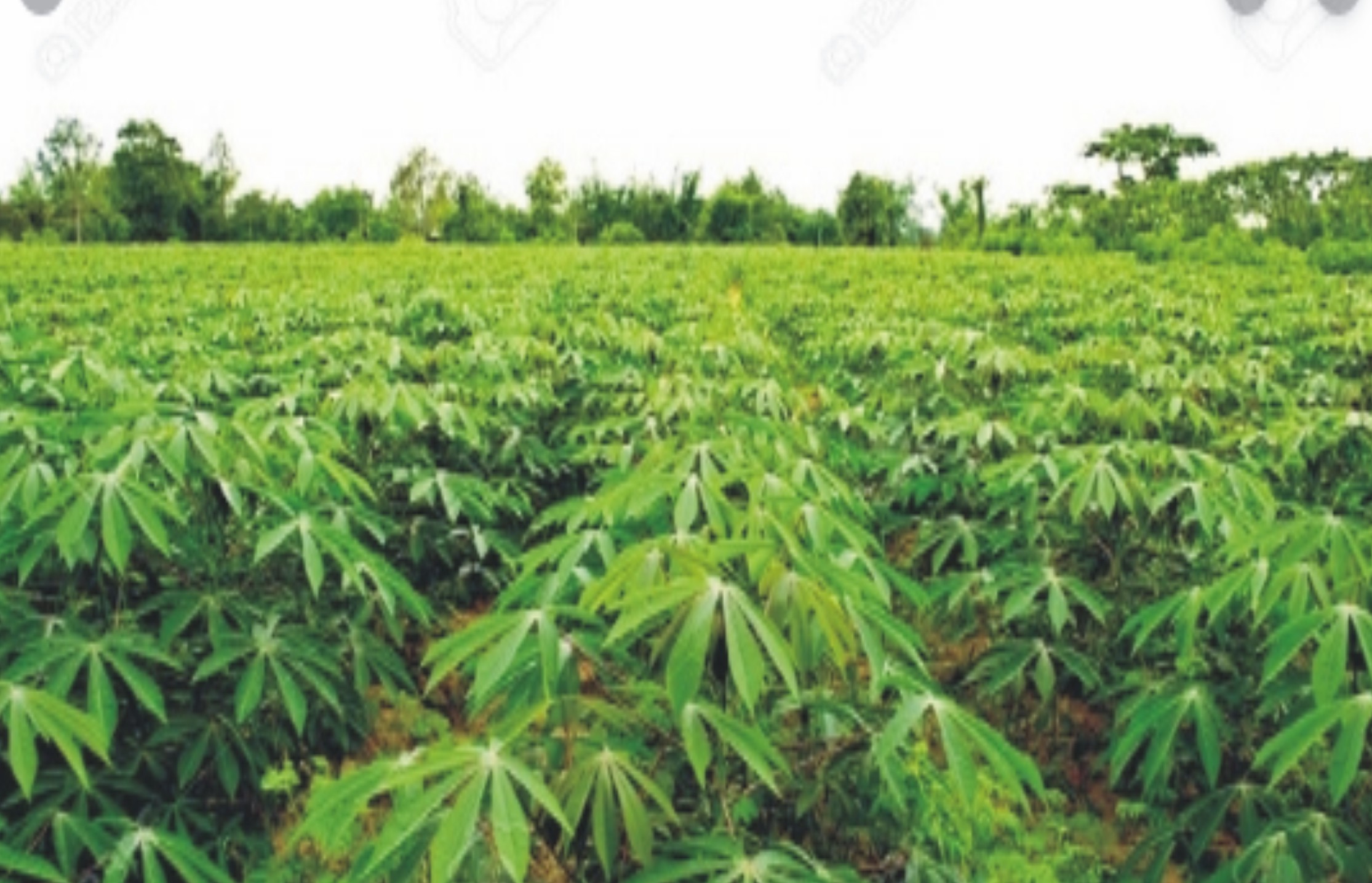 
           Recommandations pour sélectionner de bonnes boutures de manioc