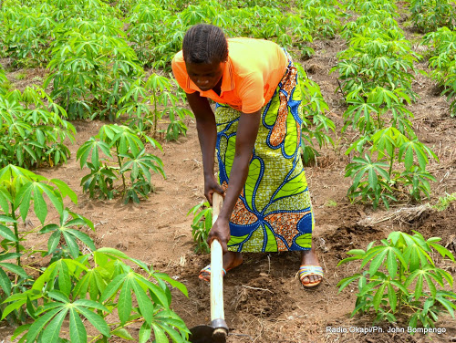 
            Semis du manioc : Cultures intercalaires