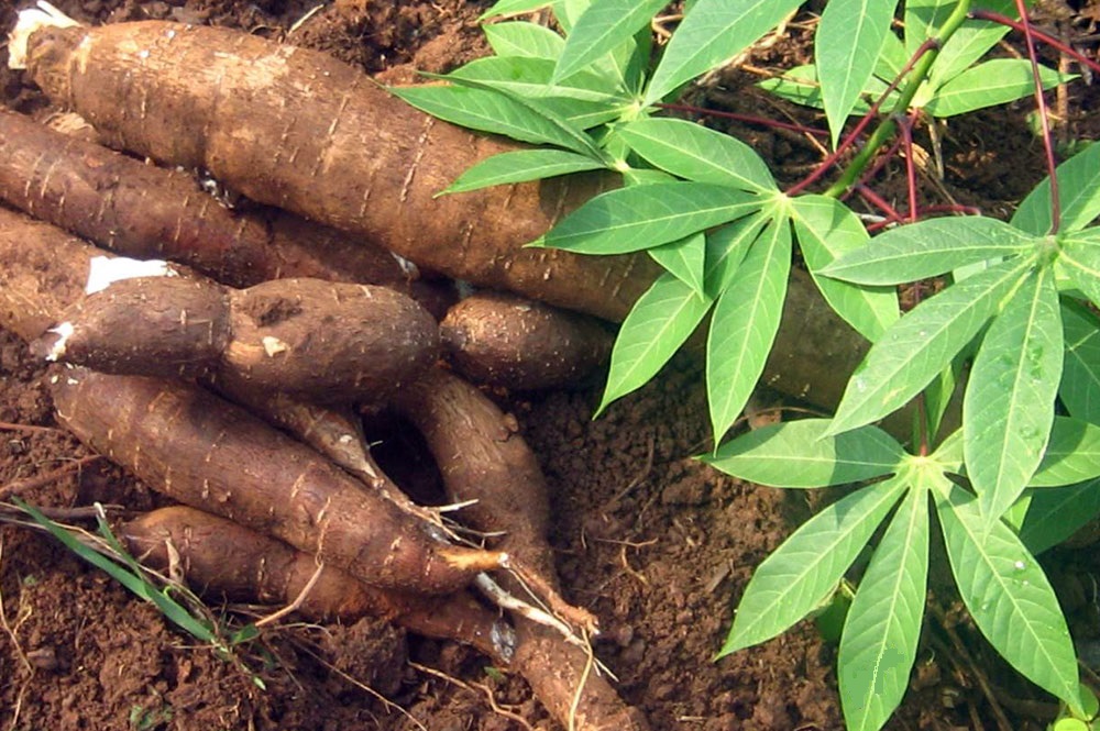 
            Semis du manioc : mode des cultures intercalaires dépend des conditions environnementales