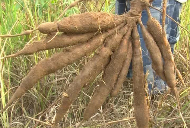 
          Semis du manioc : mode des cultures intercalaires dépend des conditions environnementales  