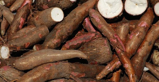 
           Rotation des cultures sur les parcelles du manioc