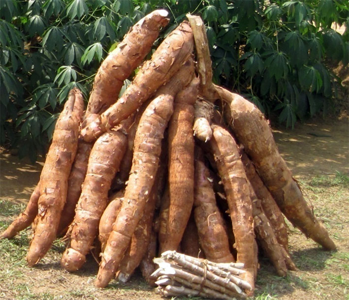 
          Réduire les pertes après la récolte sur les parcelles du manioc   