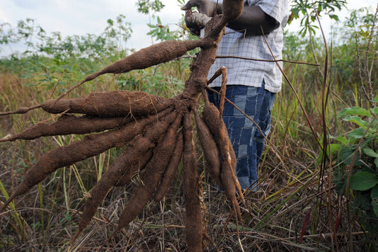 
          Date de la récolte sur les parcelles du manioc   