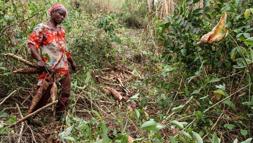 
          La récolte de manioc demande beaucoup de travail et est effectuée à la main   