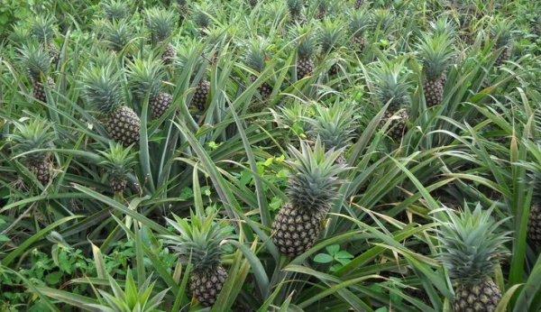 
          La filière ananas au Ghana reste vigilant face au coronavirus 