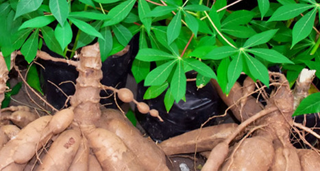 
           Manioc : Les tubercules fraîchement récoltées peuvent être conservées selon les méthodes suivantes