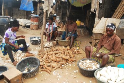 
          Manioc : Commercialisation et certification biologique 