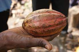 
          Le prix Fairtrade du cacao prévu en Octobre en Côte d'Ivoire