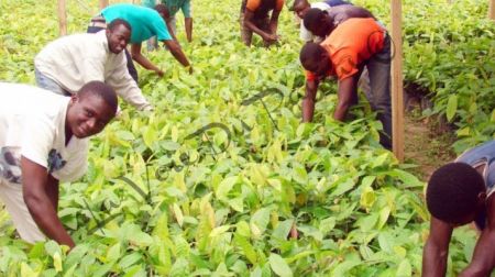 
           3500 jeunes seront formés aux métiers agropastoraux et halieutiques au Cameroun cette année et 2021