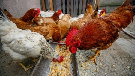 
          Plus de 2 000 aviculteurs bénéficieront de l’appui du programme « Rearing for Food and Jobs » au Ghana