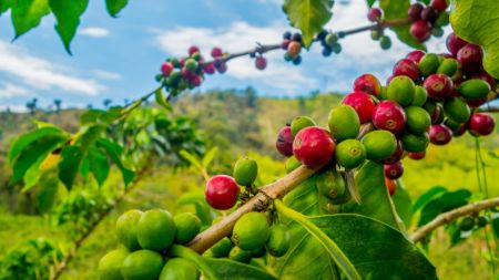 
           Kenya : le gouvernement installera bientôt une institution de recherche sur le café 