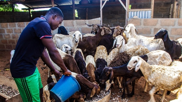 
           Amélioration de la promotion de l’élevage commercial au Togo