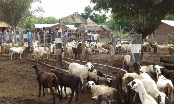 
           L’essor agricole et de l'élevage togolais est plus efficient par rapport aux années antérieures 