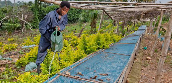 
          Togo : Secteur agricole juteux depuis ses dernières années à travers l’appui du gouvernement 