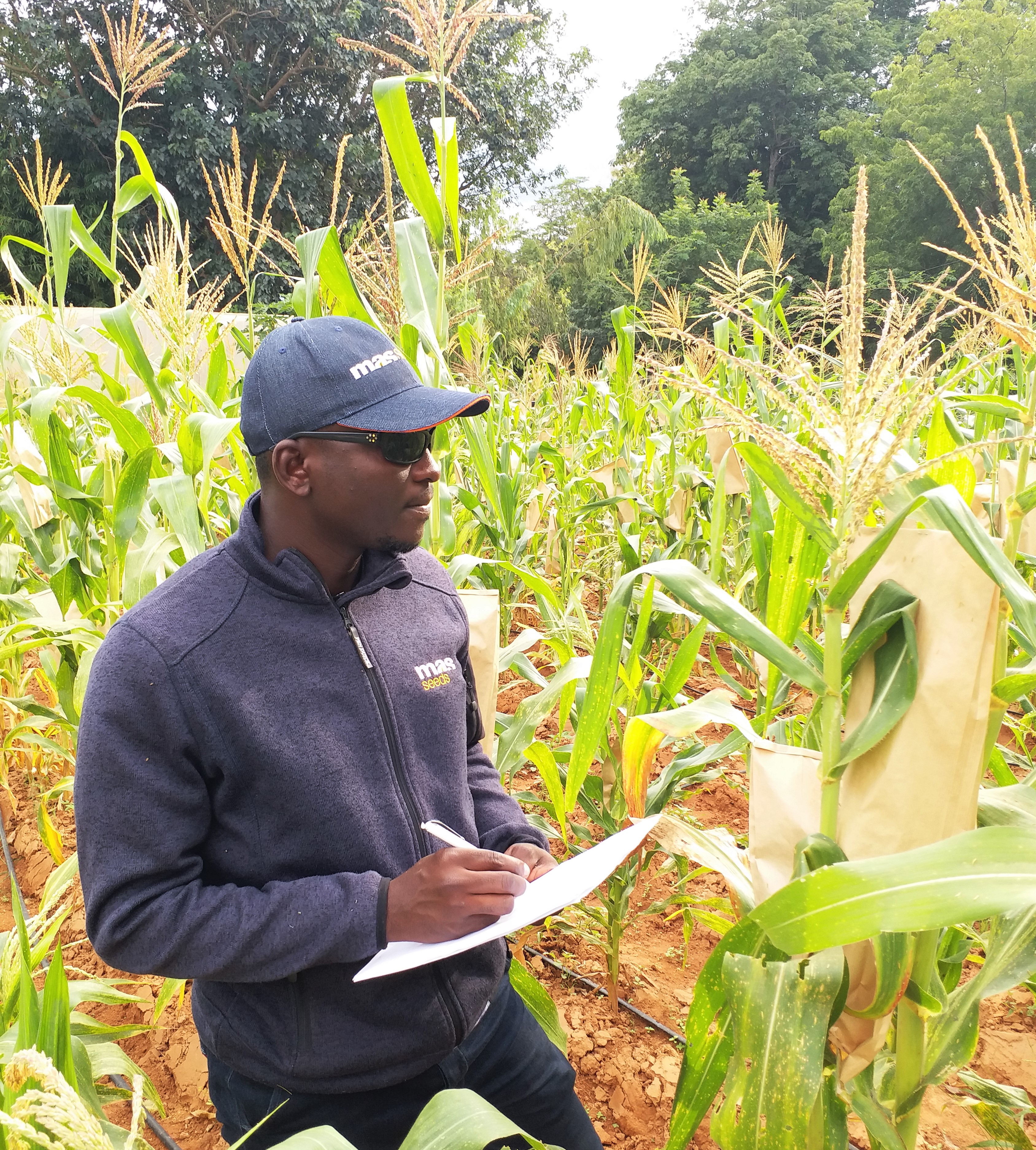 
           Création d’une filiale en Côte d’Ivoire : Le semencier MAS Seeds s’implante en Afrique 