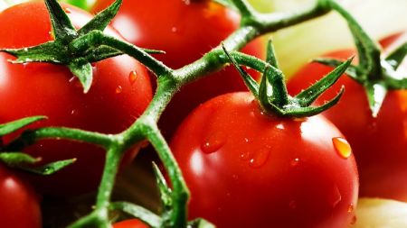 
          Le singapourien Olam poursuit son aventure dans la tomate au Nigéria