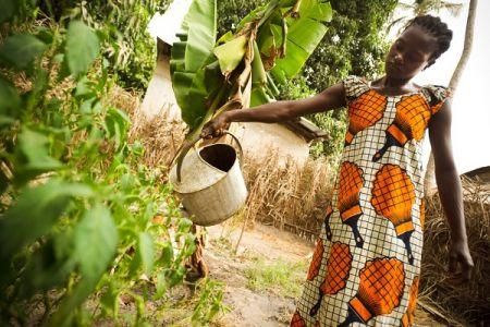 
          Guinée-Bissau : le FIDA alloue environ 66 millions $ à la mise en place d'une agriculture résiliente