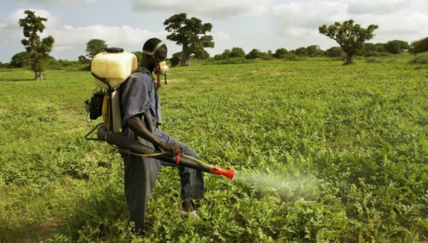 
          Le gouvernement togolais condamne l’utilisation de l’atrazine et le paraquat sur les parcelles de culture par les agriculteurs