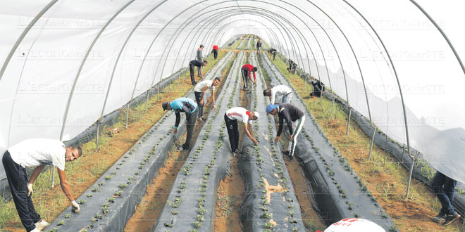 
          L’agriculture biologique est encore au stade de balbutiement au Maroc, notamment à cause du coût élevé de la certification