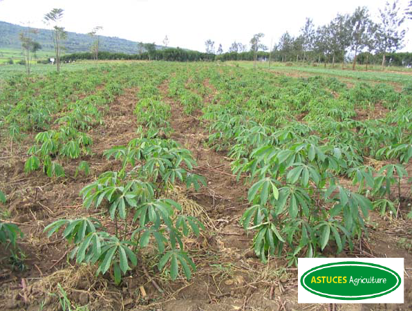 
          Semis du manioc : Sélection d’une date de semis appropriée