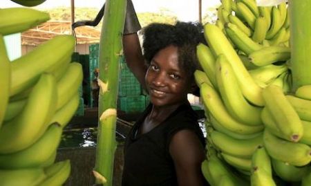 
           Afruibana, une association des producteurs et exportateurs de banane rassure le monde de la consommation une alimentation saine et équilibrée