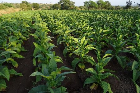 
          Au Zimbabwe, l’exportation du tabac est reluisant  