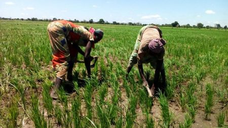 
          L’Etat camerounais octroie 2 millions pour améliorer la filière de riz 