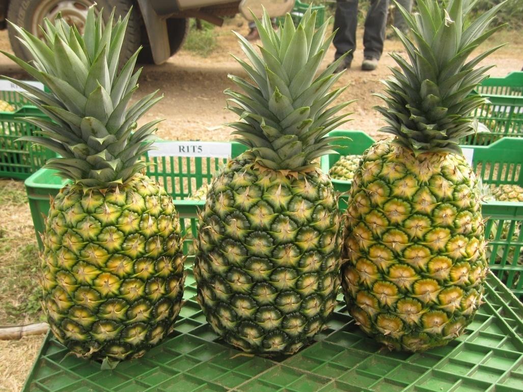 
          La filière ananas au Ghana reste vigilant face au coronavirus 