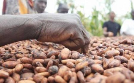 
           Malgré l’enregistrement des pluies au cameroun, le prix du cacao ne diminue pas assez