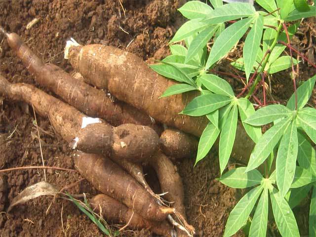 
          Conservation minutieuse du manioc sur nos parcelles 
