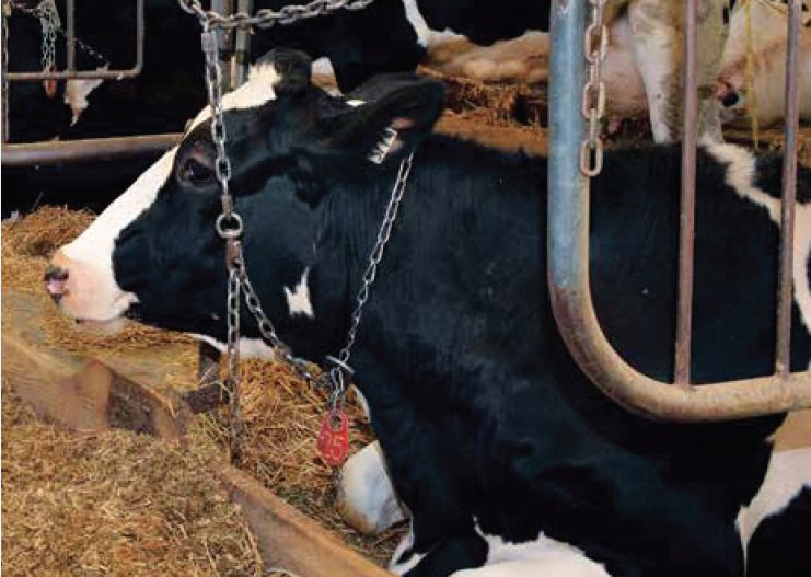 
          Vaches taries