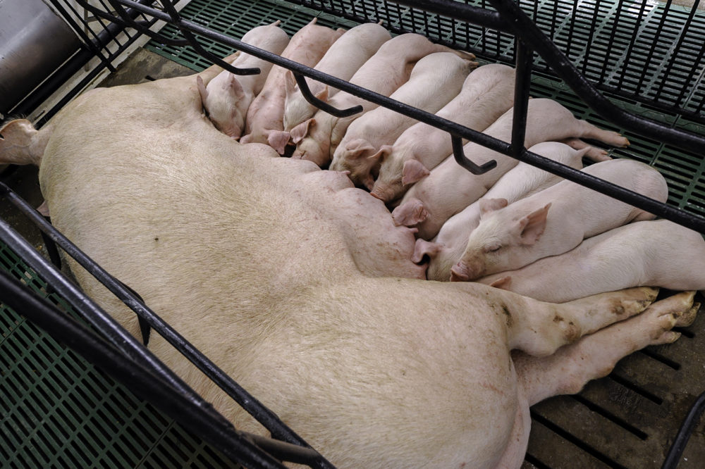 
           Porc